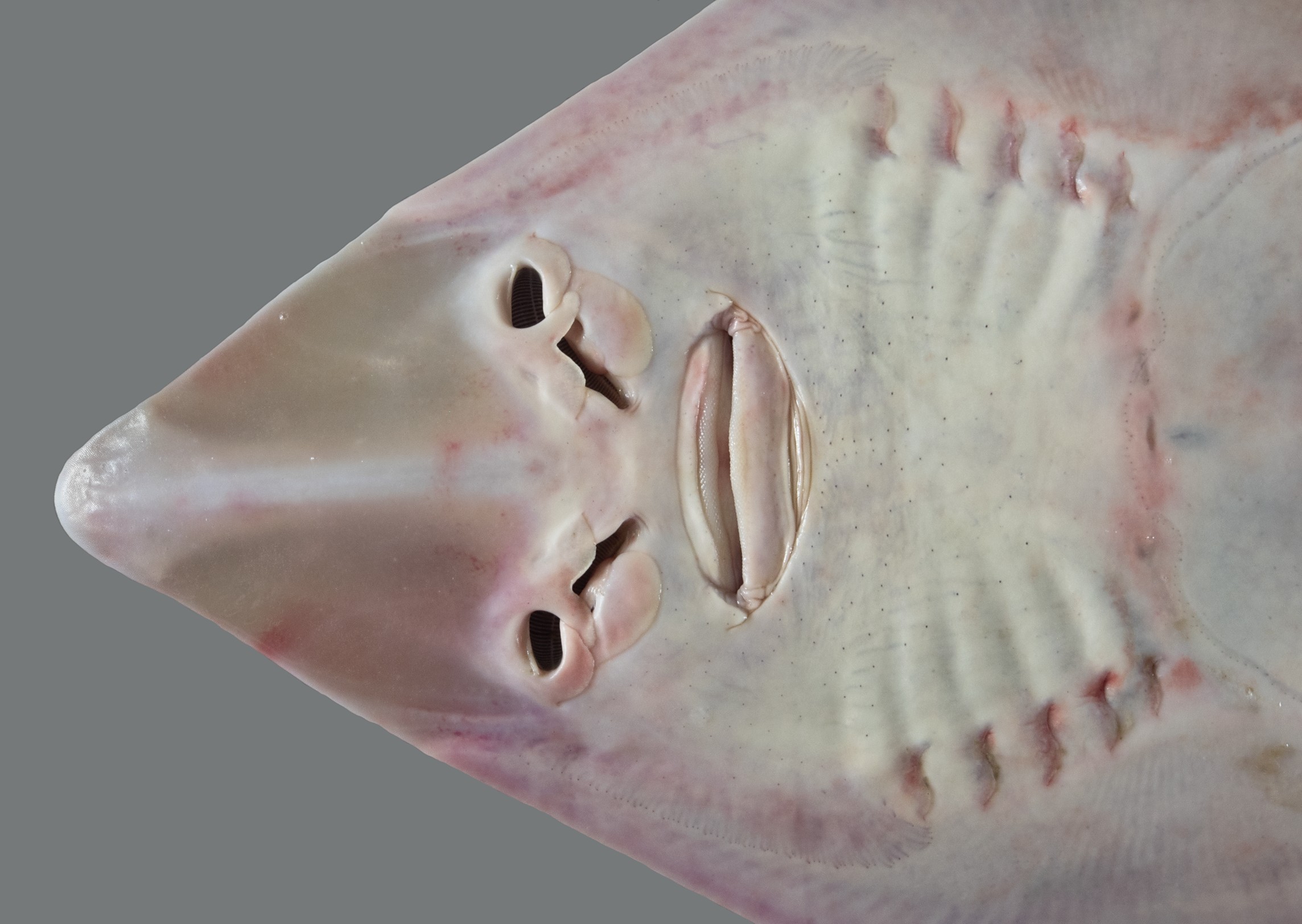 Rhinobatos punctifer, female, 79.5 cm TL, underside of snout, Qatar; S.V. Bogorodsky
